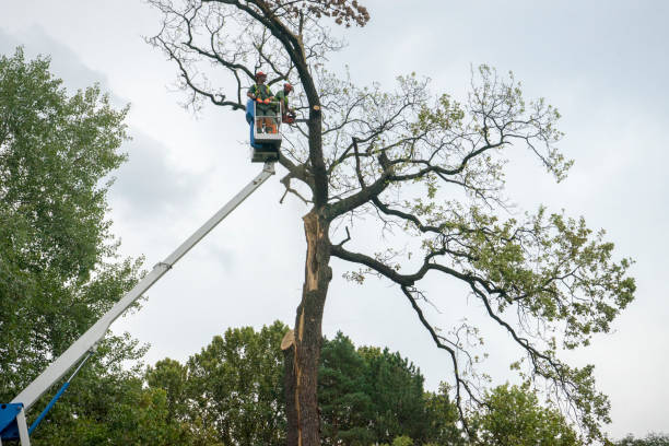 Trusted West Hills, NY Tree Removal Services Experts