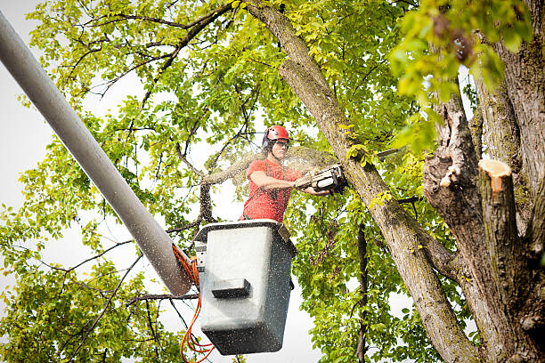 Best Residential Tree Removal  in West Hills, NY